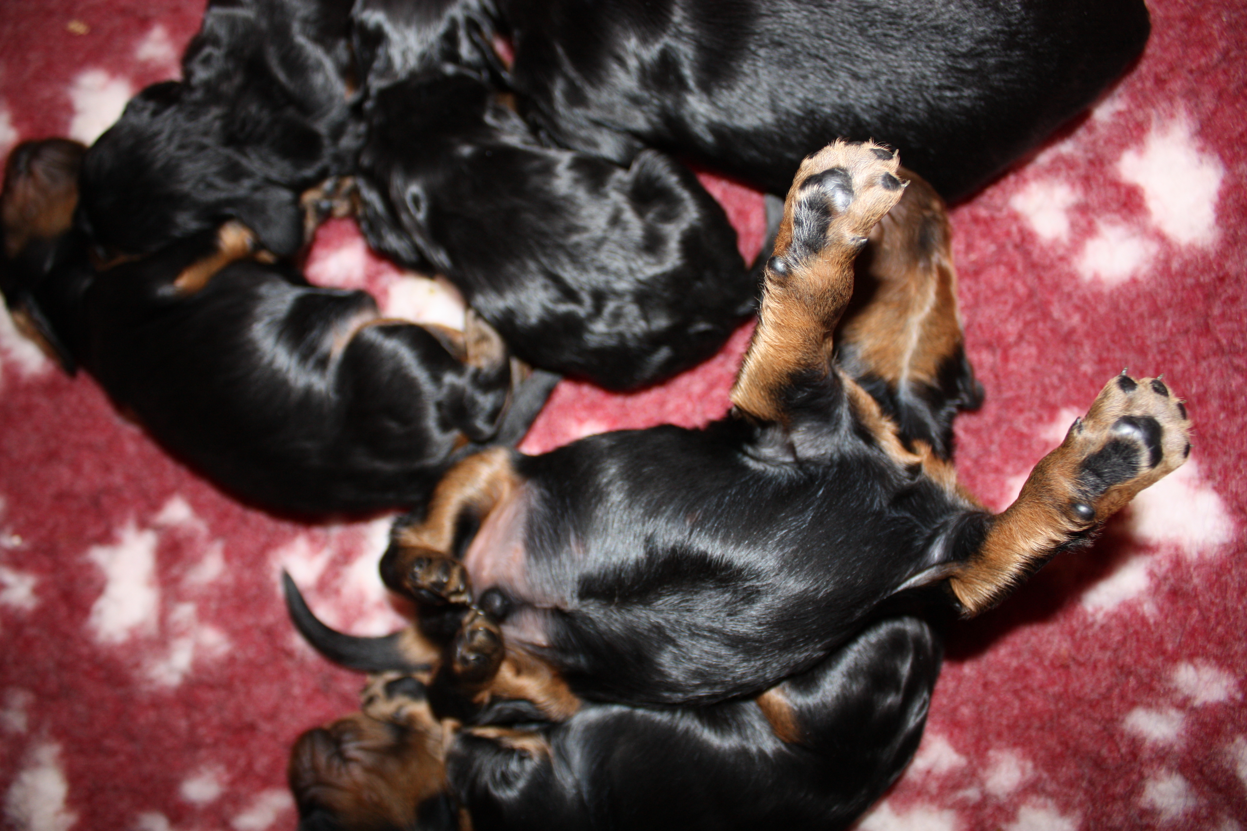 puppies at 8 days